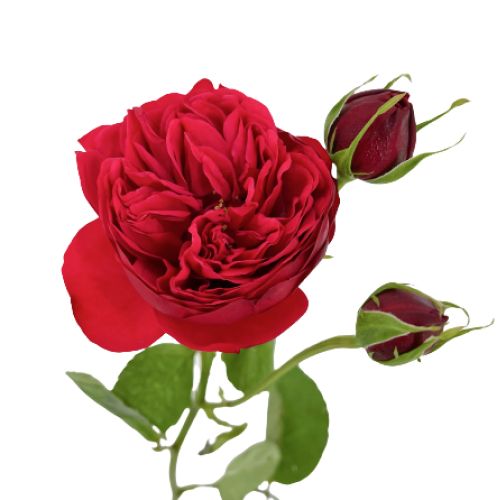 Пионовидная роза | Роза гр пиано | 50